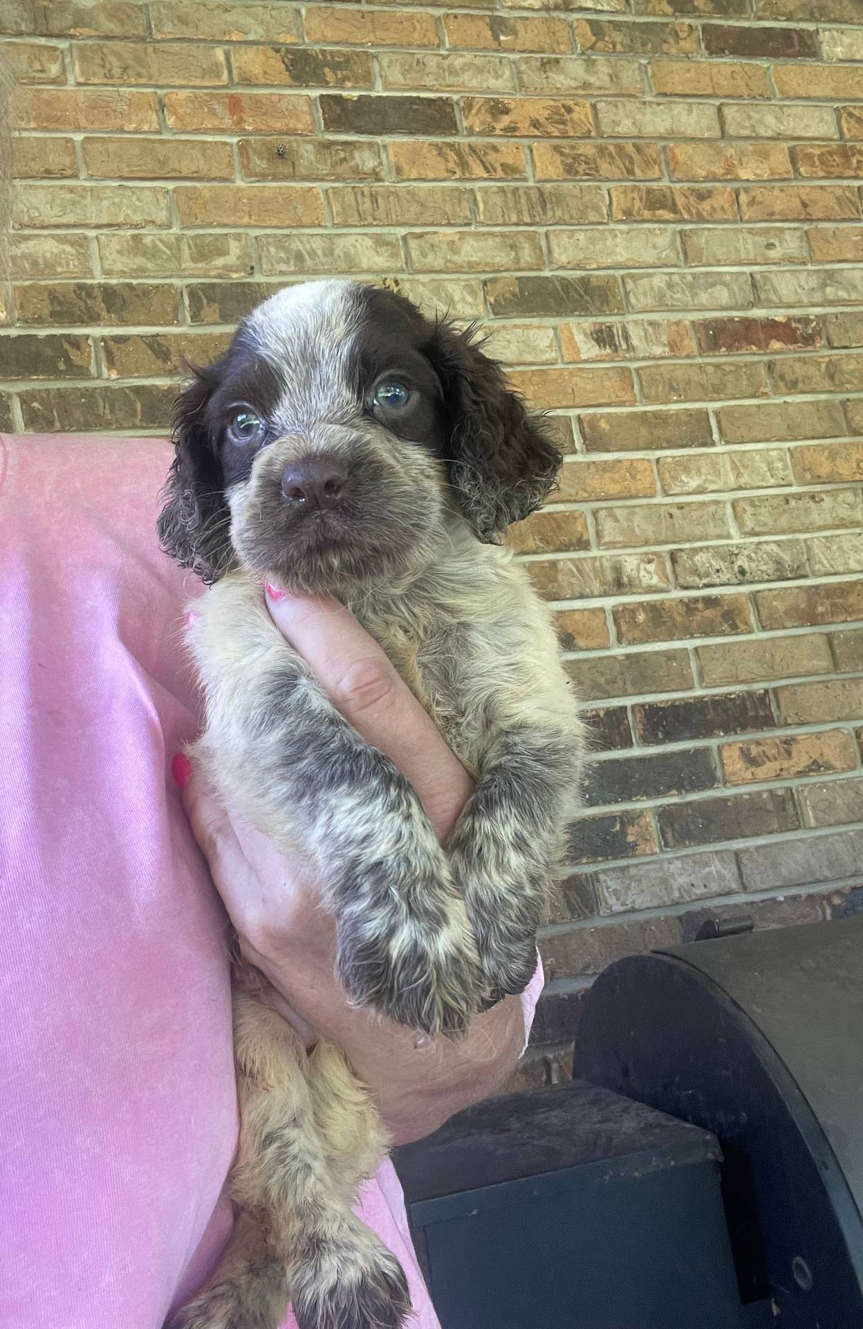 Liver Roan Male, a male English Cocker Spaniel for sale in Fyffe, AL – Photo 3 of 3