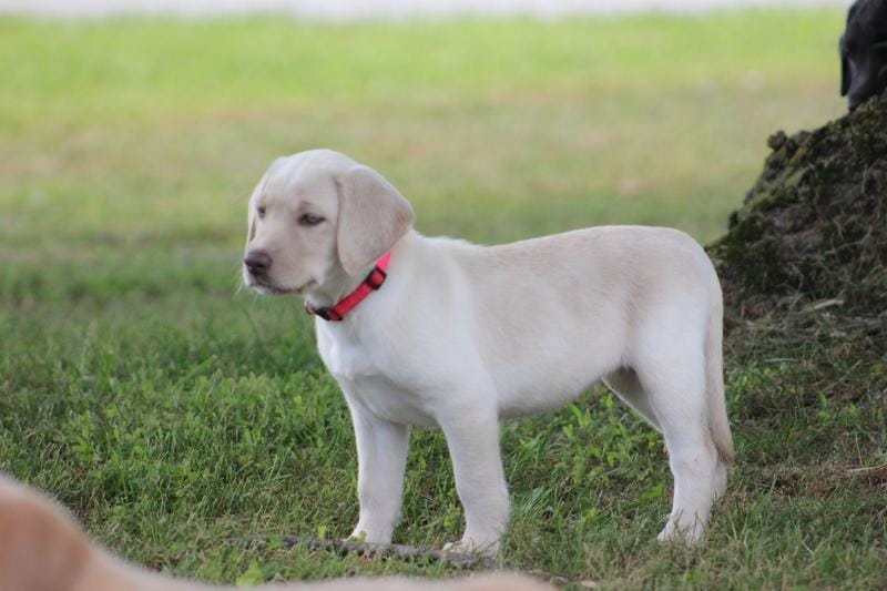 Ms. Polly (Pink Collar)
