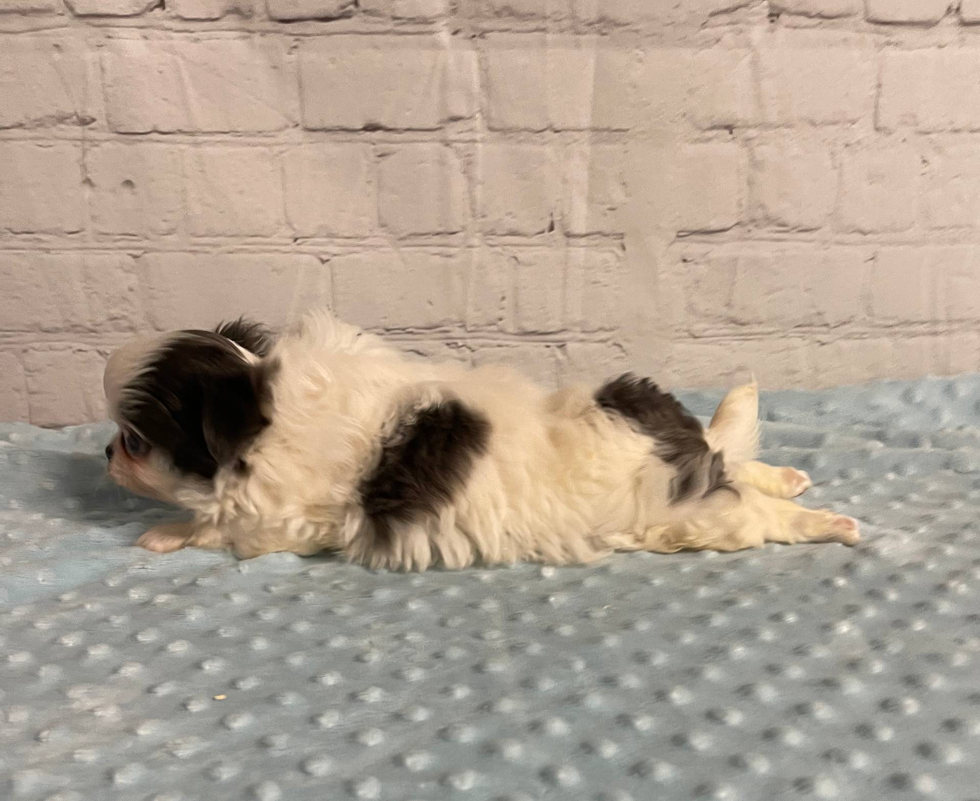 Aries, a male Chihuahua for sale in Starr, SC – Photo 8 of 9