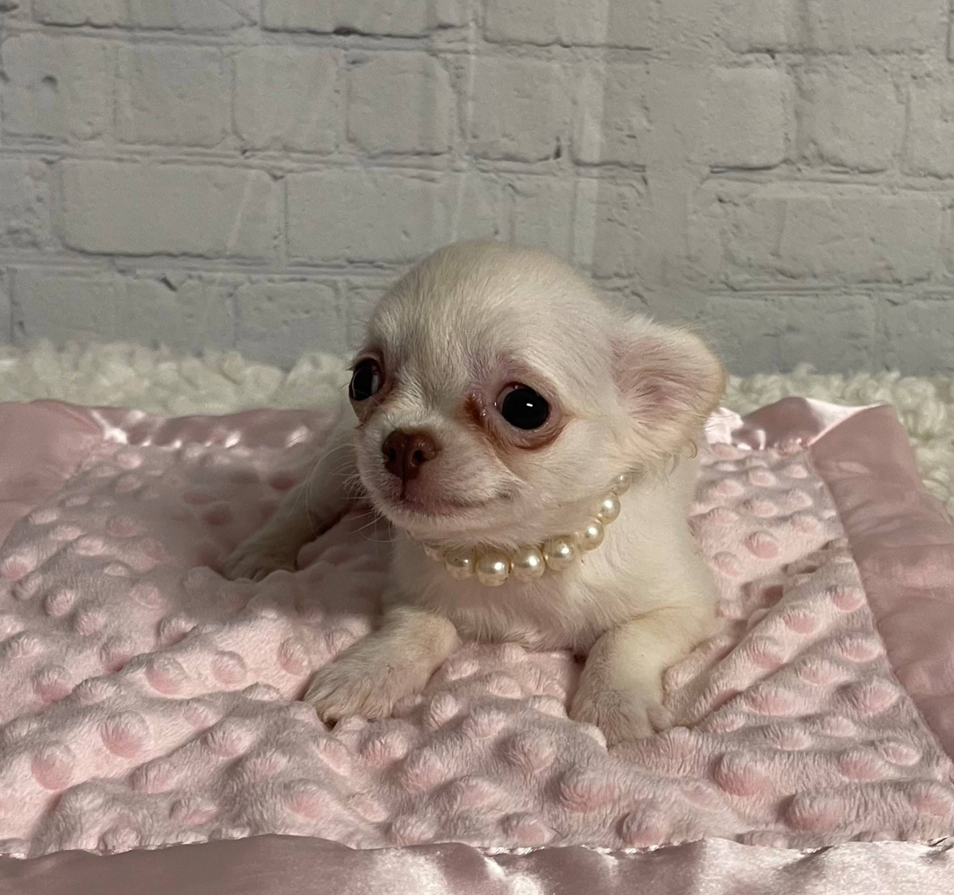 Tiny Princess, a female Chihuahua for sale in Starr, SC – Photo 5 of 5