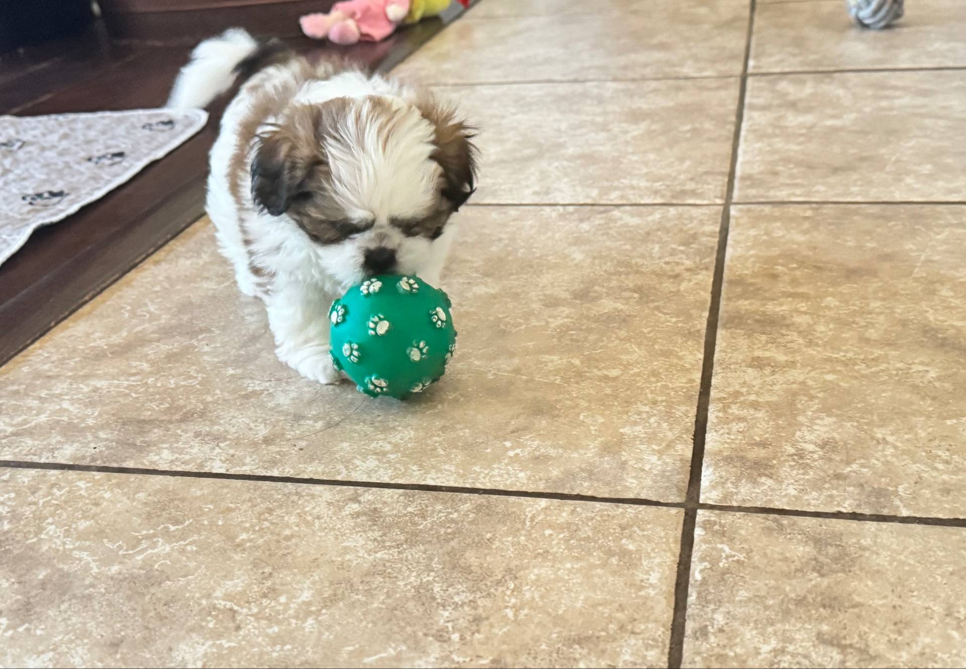 CKC Benny, a male Shih Tzu for sale in Jacksonville, FL – Photo 9 of 9