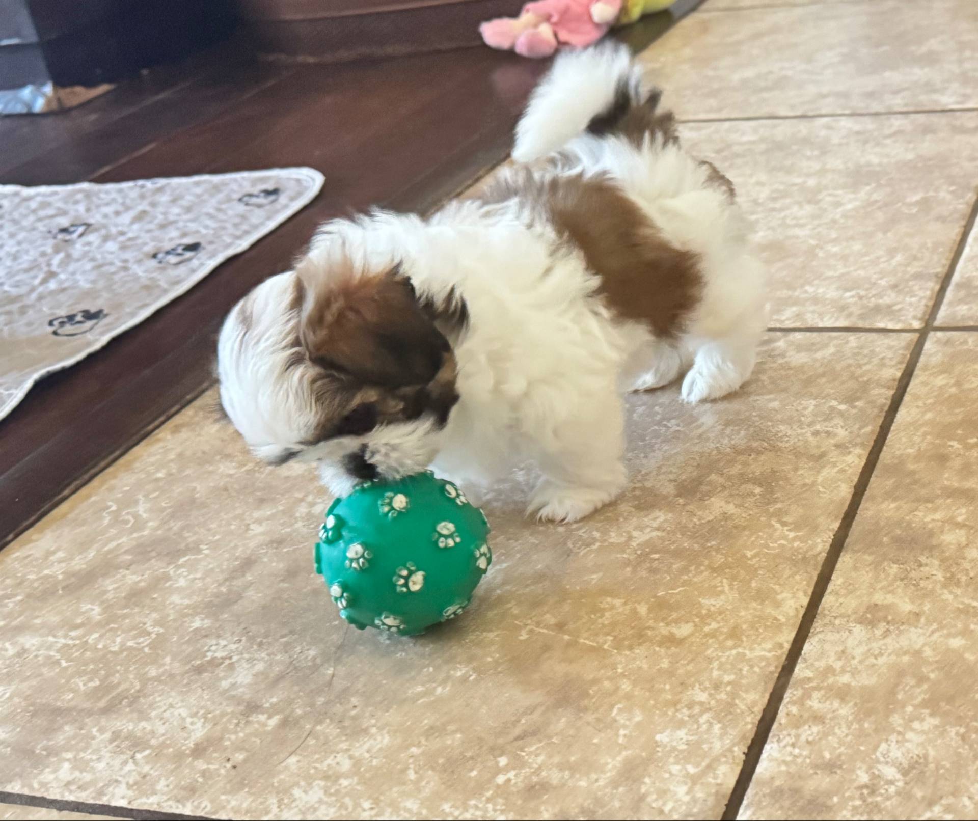 CKC Benny, a male Shih Tzu for sale in Jacksonville, FL – Photo 8 of 9