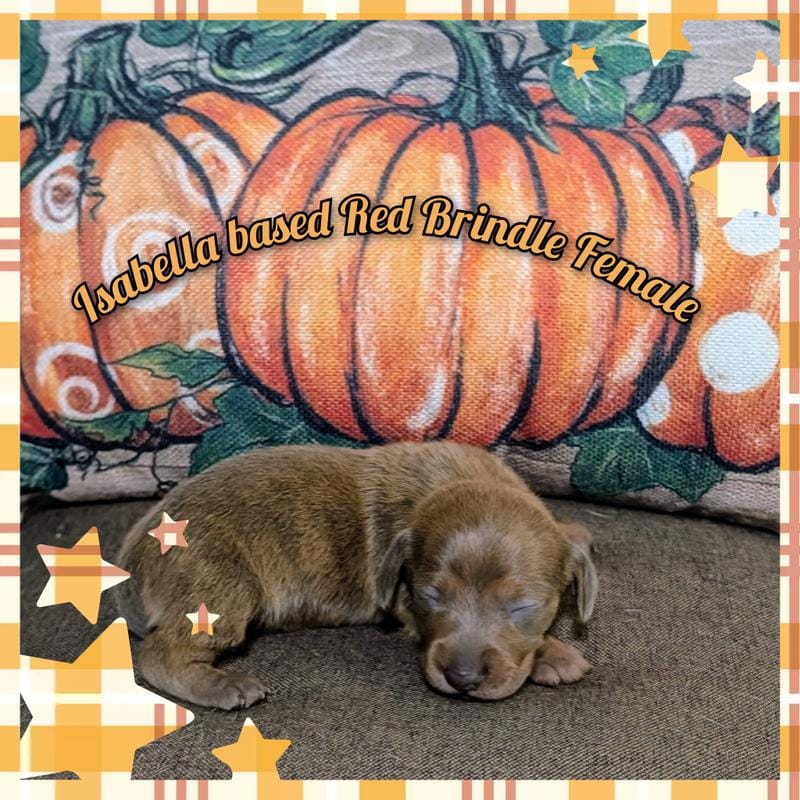 Isabella based Red Brindle