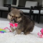 Kelly, a female Pomeranian for sale in Millersburg, OH – Photo 3 of 9
