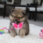 Kelly, a female Pomeranian for sale in Millersburg, OH – Photo 7 of 9
