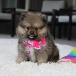 Kelly, a female Pomeranian for sale in Millersburg, OH – Photo 6 of 9