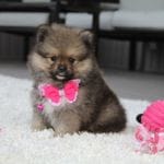 Kelly, a female Pomeranian for sale in Millersburg, OH – Photo 1 of 9