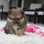 Kelly, a female Pomeranian for sale in Millersburg, OH – Photo 9 of 9