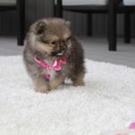 Kelly, a female Pomeranian for sale in Millersburg, OH – Photo 2 of 9