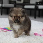 Kelly, a female Pomeranian for sale in Millersburg, OH – Photo 4 of 9
