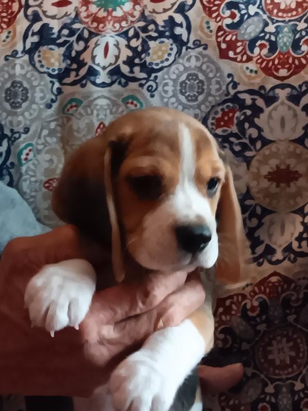 AKC tri Olegi  🐾 🐶