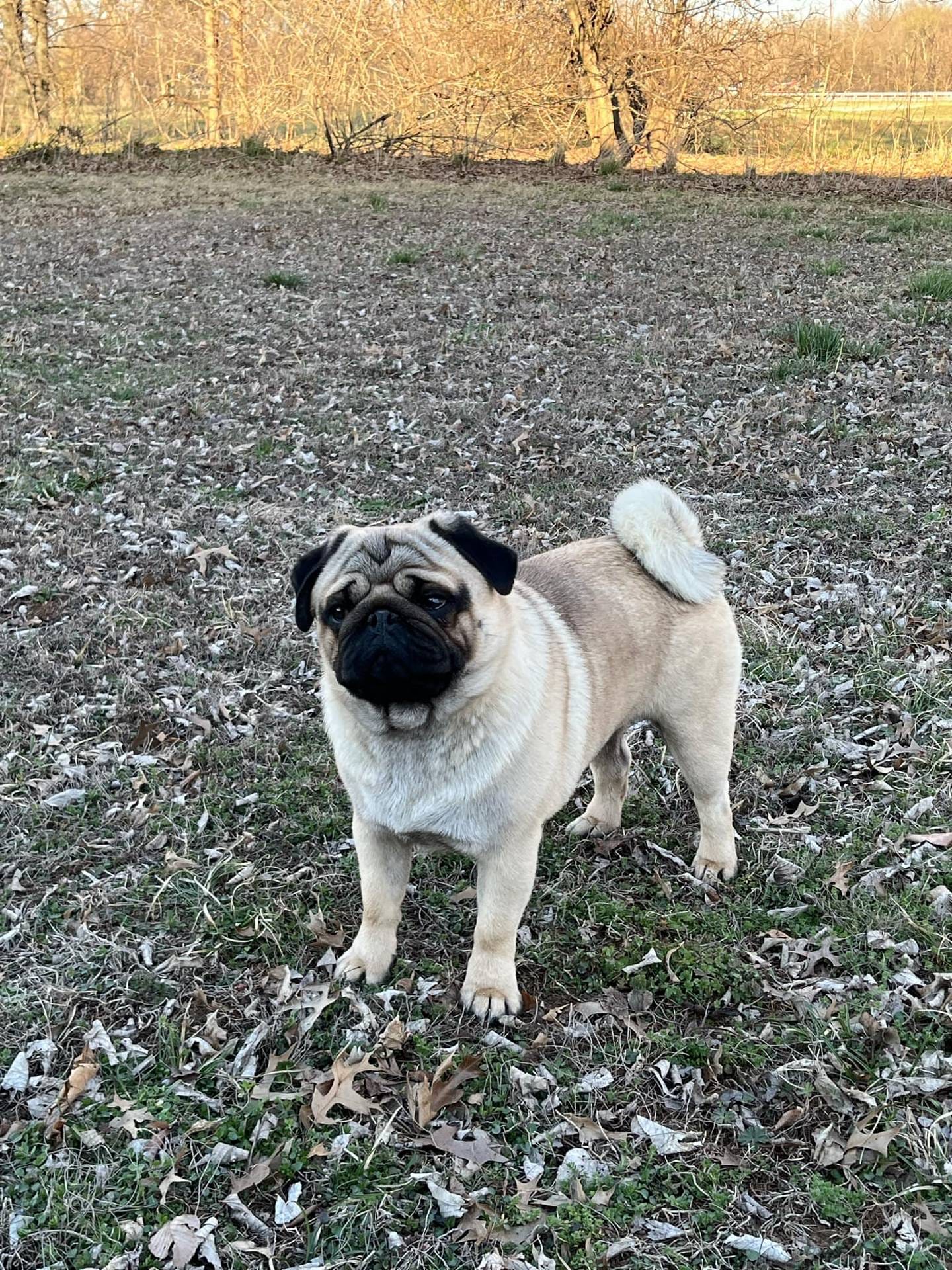 AKC Emi champ lines, a female Pug for sale in Jasper, MO – Photo 4 of 7
