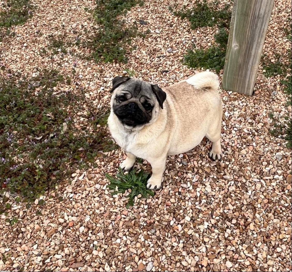 AKC Yoshi champ lines, a male Pug for sale in Jasper, MO – Photo 8 of 9