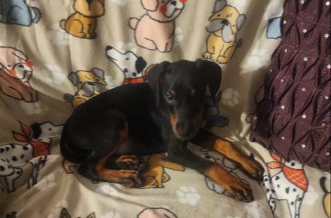 Black w Mahogany Female