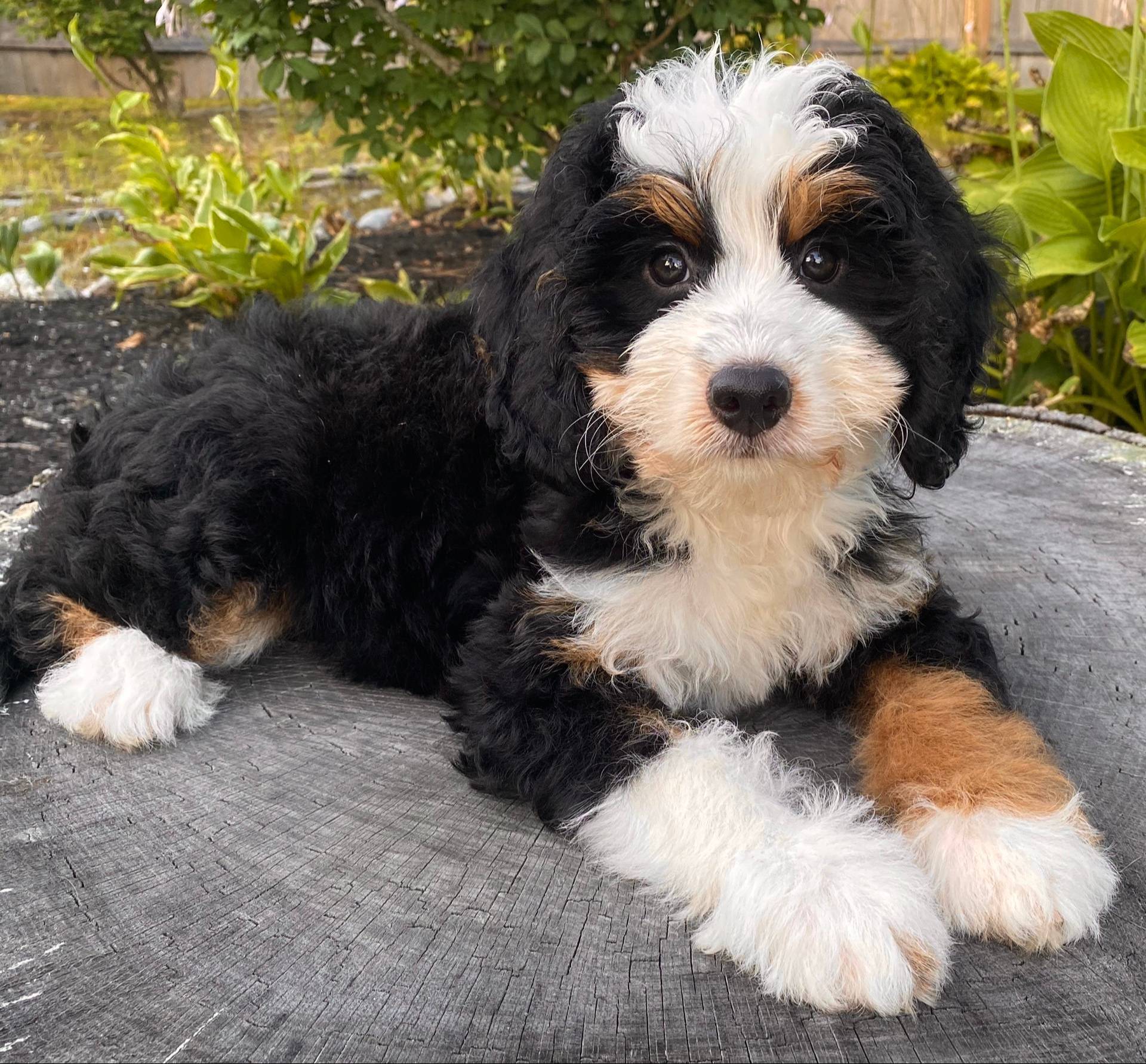 💜MINI BERNEDOODLE 💜BOSTON MA, a female Bernese Mountain Dog and Miniature Bernedoodle for sale in Raynham, MA – Photo 5 of 10
