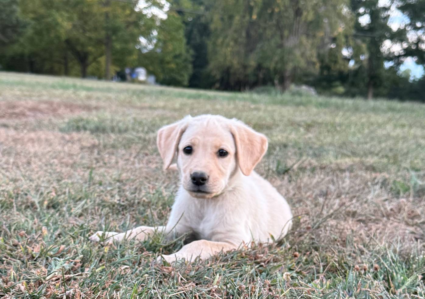 yellow female green collar