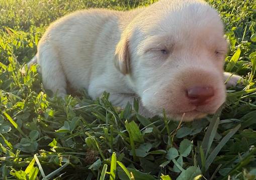 yellow female 2, a female Labrador Retriever for sale in Clear Spring, MD – Photo 7 of 9