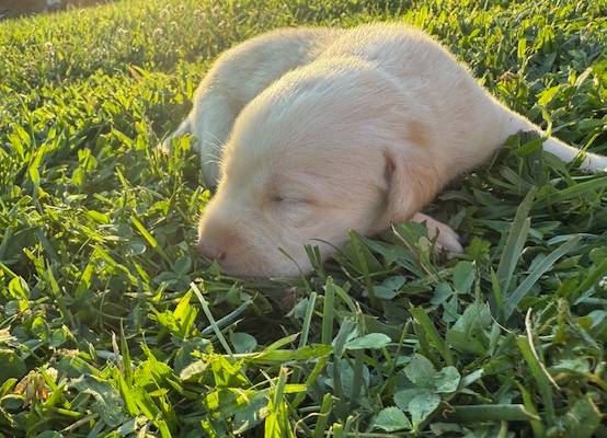 yellow female 2, a female Labrador Retriever for sale in Clear Spring, MD – Photo 8 of 9