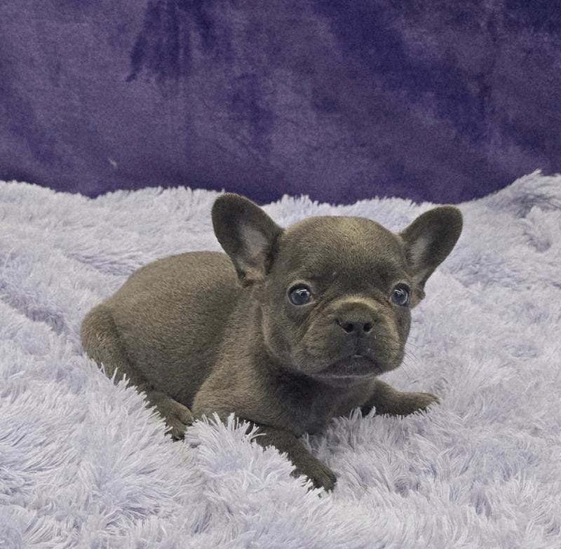 Toby financing available