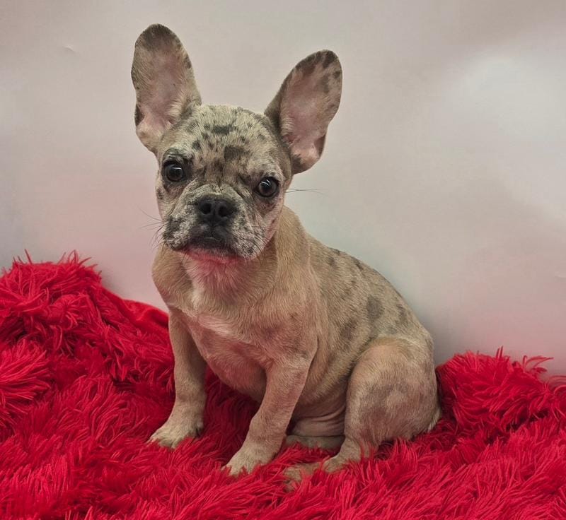 Tyson  financing available