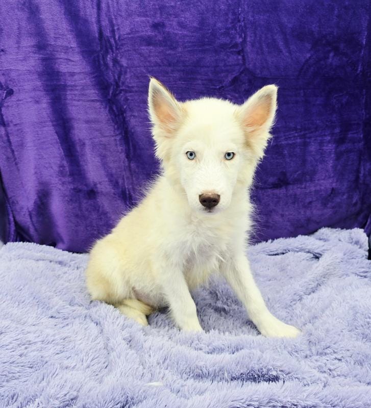 Sparkie financing available