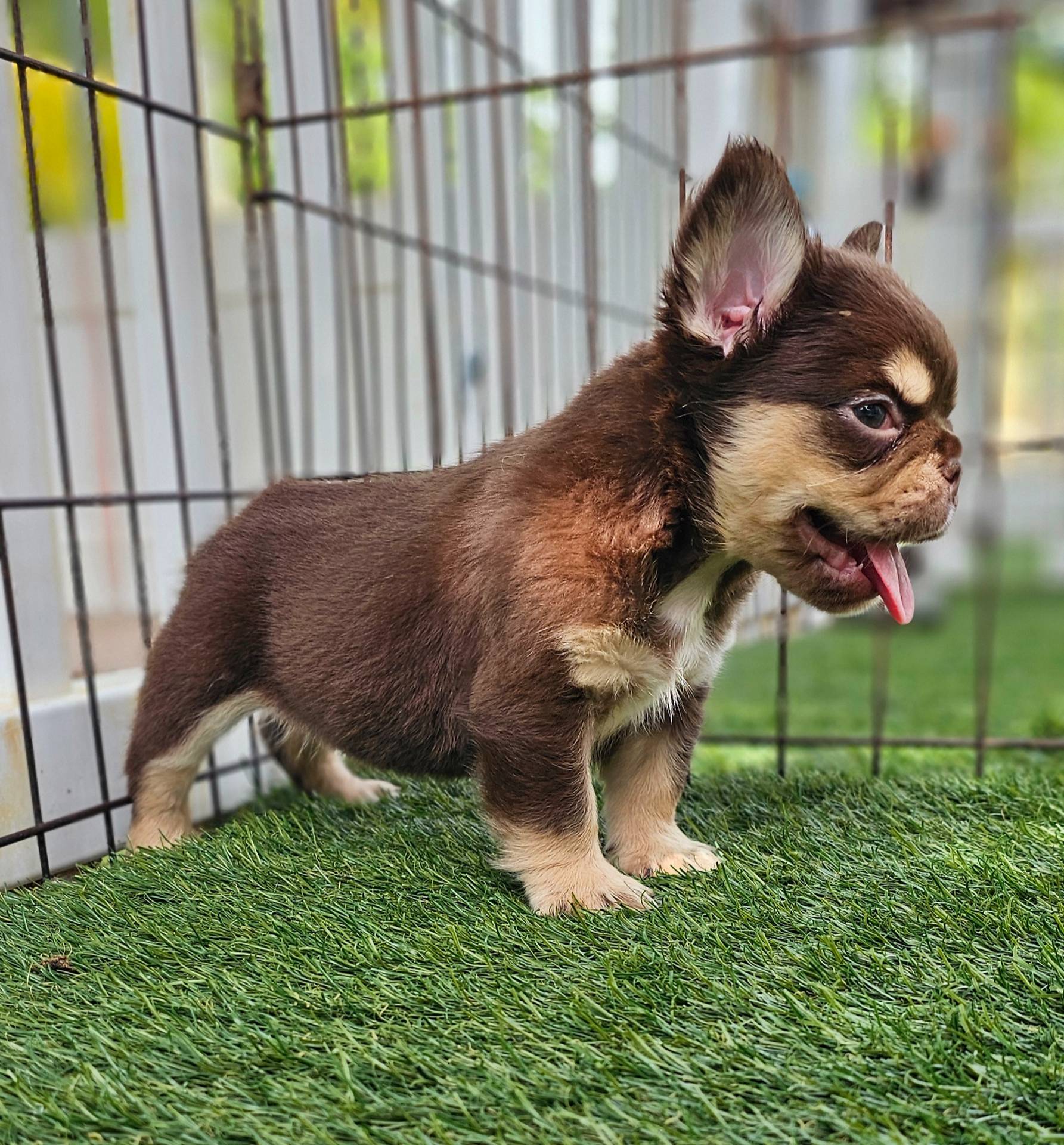 Milo, a male French Bulldog for sale in West Palm Beach, FL – Photo 3 of 4