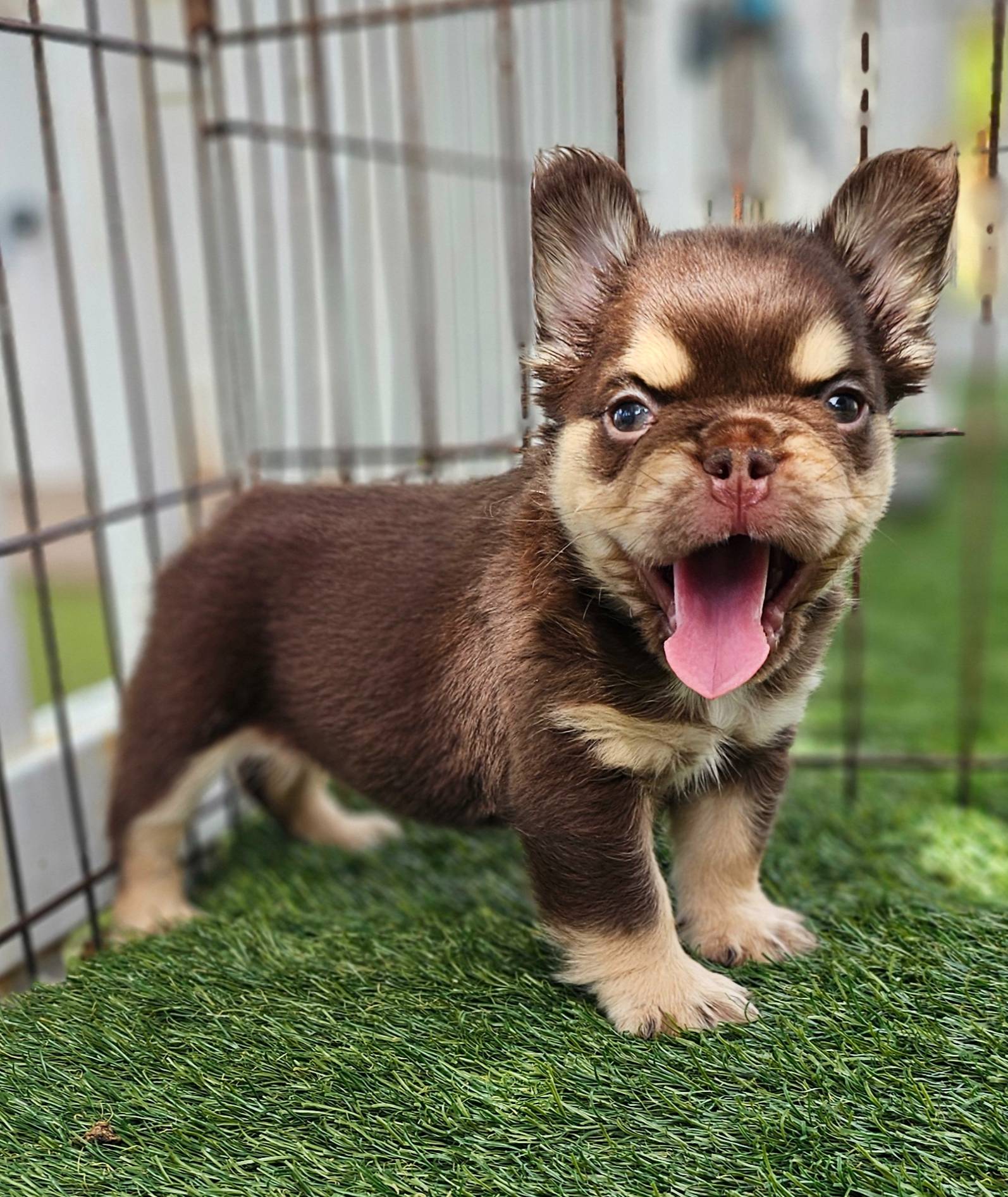 Milo, a male French Bulldog for sale in West Palm Beach, FL – Photo 2 of 4