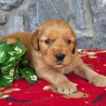 Dj, a male Goldendoodle for sale in Woodburn, IN – Photo 1 of 4