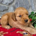 Dj, a male Goldendoodle for sale in Woodburn, IN – Photo 3 of 4