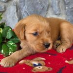 Dj, a male Goldendoodle for sale in Woodburn, IN – Photo 2 of 4