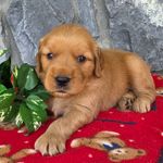Dj, a male Goldendoodle for sale in Woodburn, IN – Photo 4 of 4