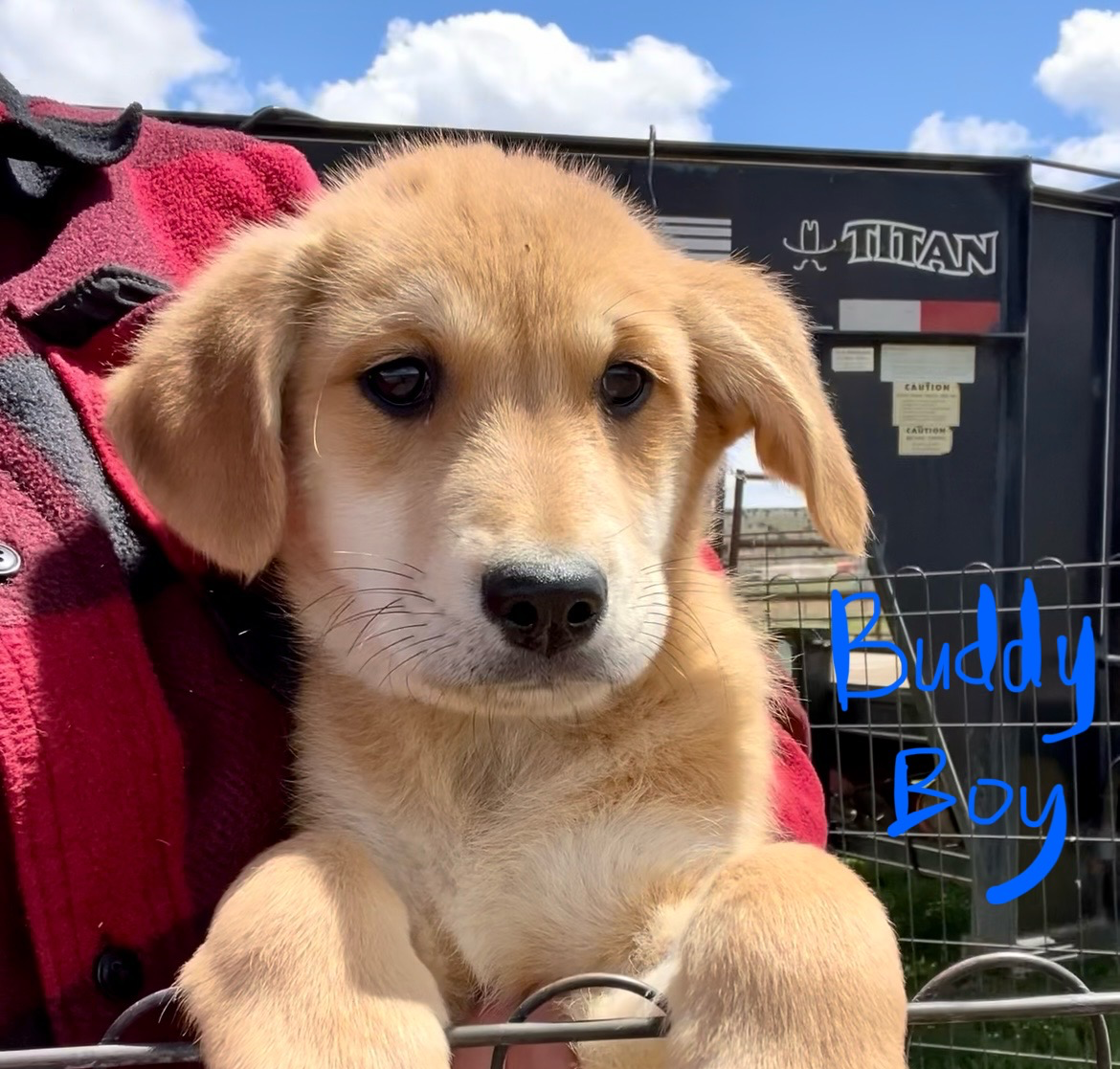 Red Basenji / Golden Retriever