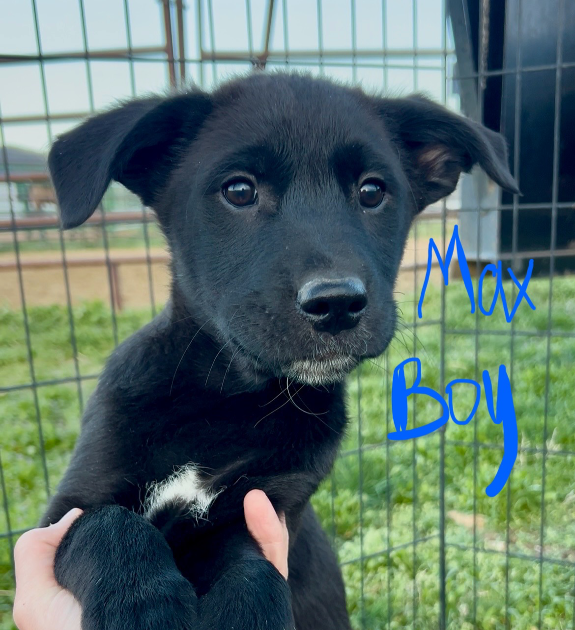 Black Basenji/Golden Retriever
