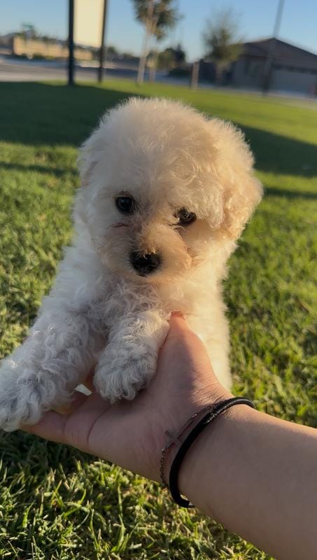 FEMALE MALTIPOO