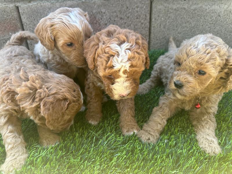 Mini Goldendoodles