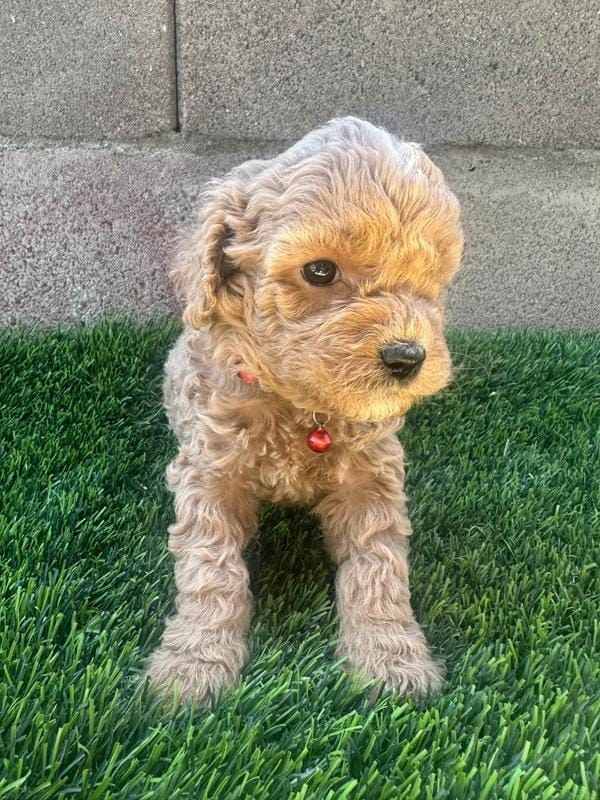 Mini Goldendoodle