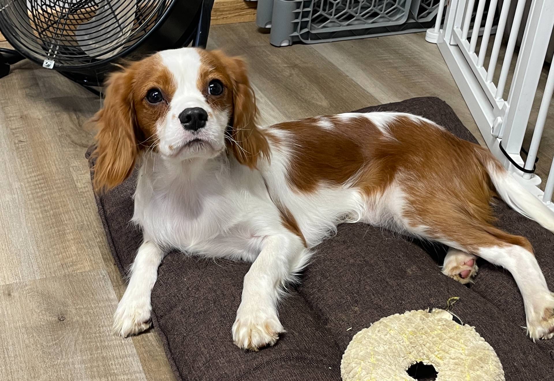 Kirby, a male Cavalier King Charles Spaniel for sale in Rogers, OH – Photo 2 of 10