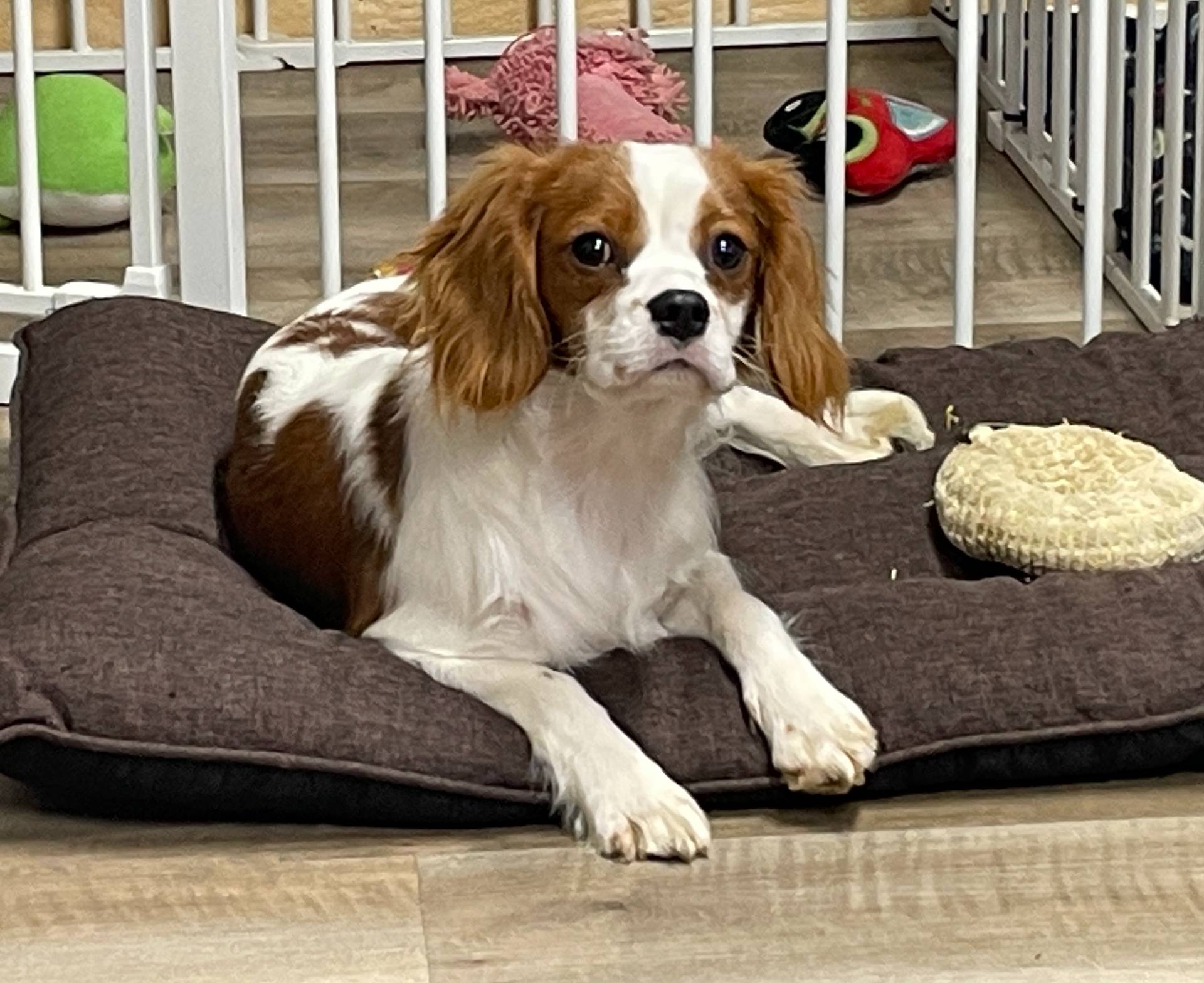 Kirby, a male Cavalier King Charles Spaniel for sale in Rogers, OH – Photo 3 of 10