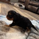 Charley, a male Cavalier King Charles Spaniel for sale in Yantis, TX – Photo 5 of 5