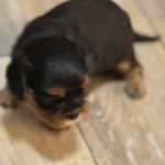 Charley, a male Cavalier King Charles Spaniel for sale in Yantis, TX – Photo 1 of 5