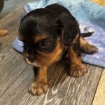 Charley, a male Cavalier King Charles Spaniel for sale in Yantis, TX – Photo 3 of 5