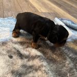 Charley, a male Cavalier King Charles Spaniel for sale in Yantis, TX – Photo 4 of 5