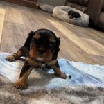 Charley, a male Cavalier King Charles Spaniel for sale in Yantis, TX – Photo 2 of 5