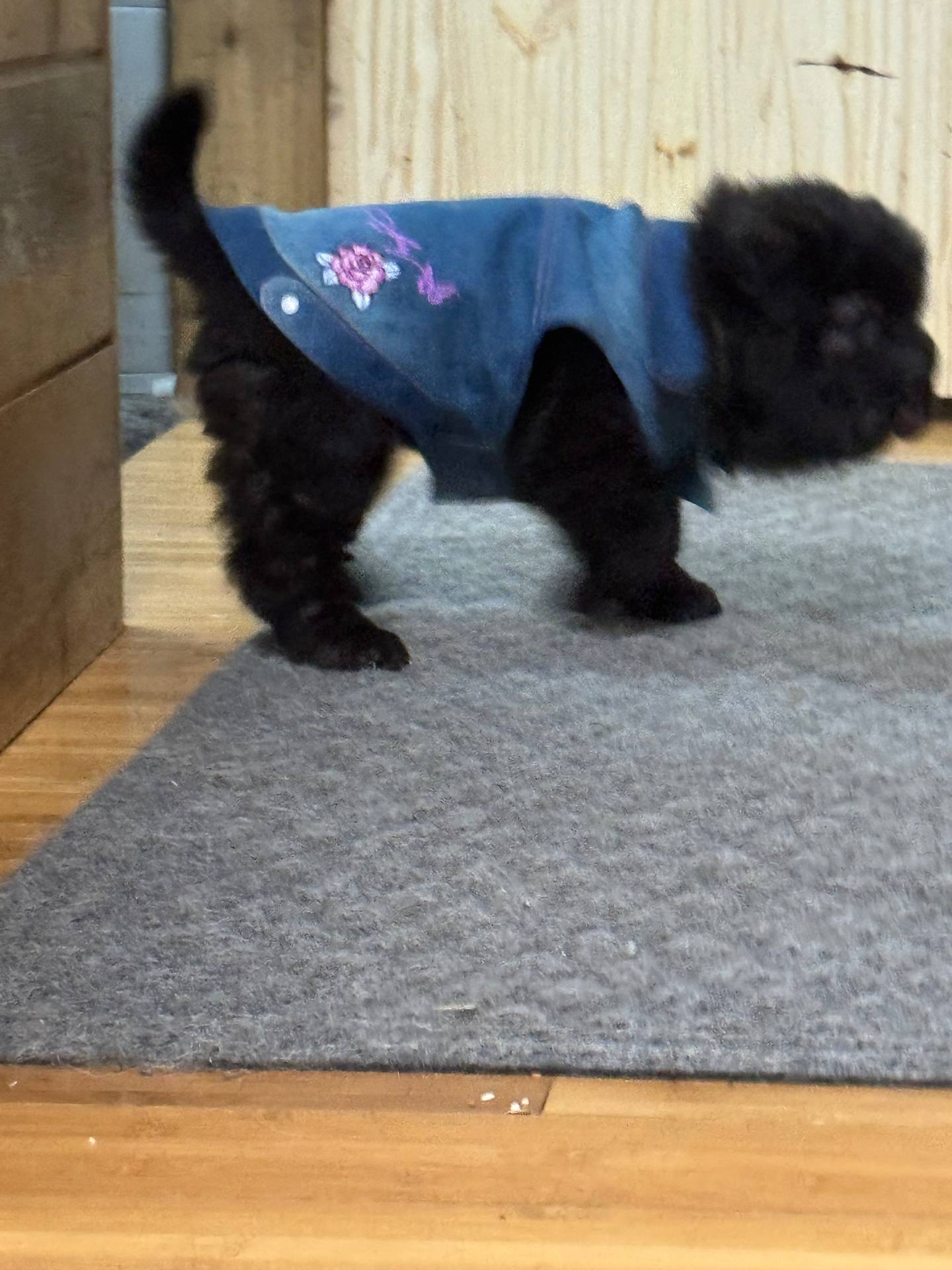 AKC Eclipse, a female Chinese Shar-Pei for sale in Libertyville, IA – Photo 4 of 4