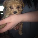 Emma's female, a female Poodle - Toy  for sale in Richland Center, WI – Photo 5 of 7