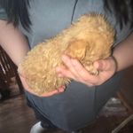 Emma's female, a female Poodle - Toy  for sale in Richland Center, WI – Photo 7 of 7