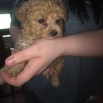 Emma's female, a female Poodle - Toy  for sale in Richland Center, WI – Photo 4 of 7