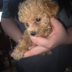 Emma's female, a female Poodle - Toy  for sale in Richland Center, WI – Photo 1 of 7