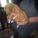 Emma's female, a female Poodle - Toy  for sale in Richland Center, WI – Photo 3 of 7