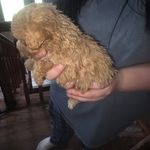 Emma's female, a female Poodle - Toy  for sale in Richland Center, WI – Photo 2 of 7